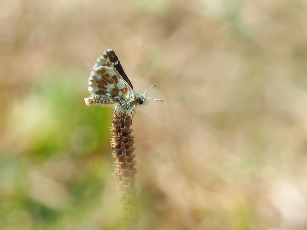 Roter Würfel-Dickkopffalter (Spialia sertorius)