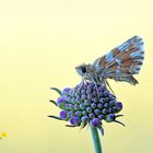 Roter Würfel-Dickkopffalter - (Spialia sertorius)