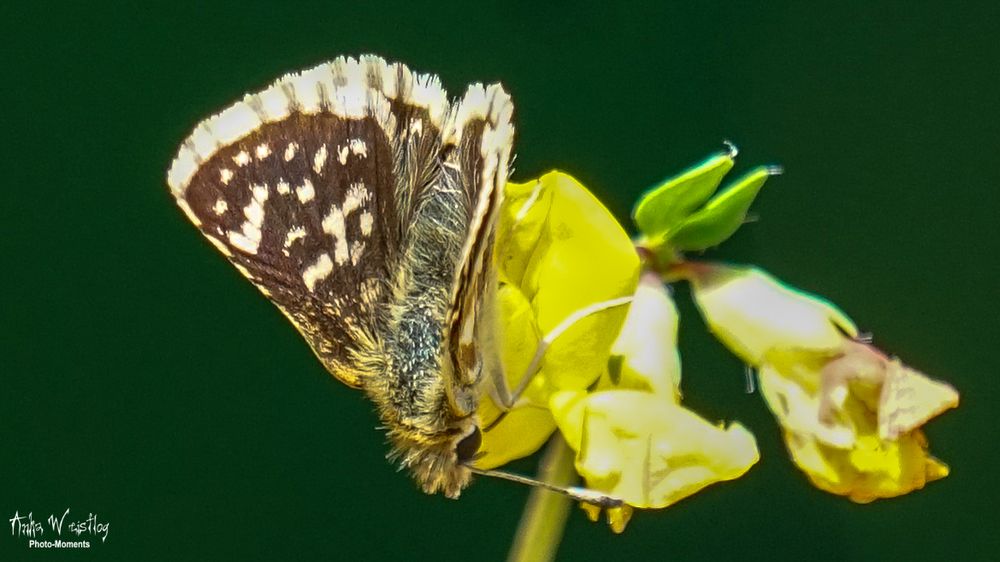 Roter Würfel-Dickkopffalter - Spialia sertorius