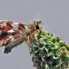 Roter Würfel-Dickkopffalter (Spialia sertorius) - L'Hespérie des Sanguisorbes, la Roussâtre.