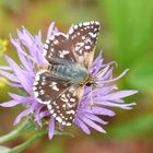 Roter Würfel-Dickkopffalter (Spilia sertorius)