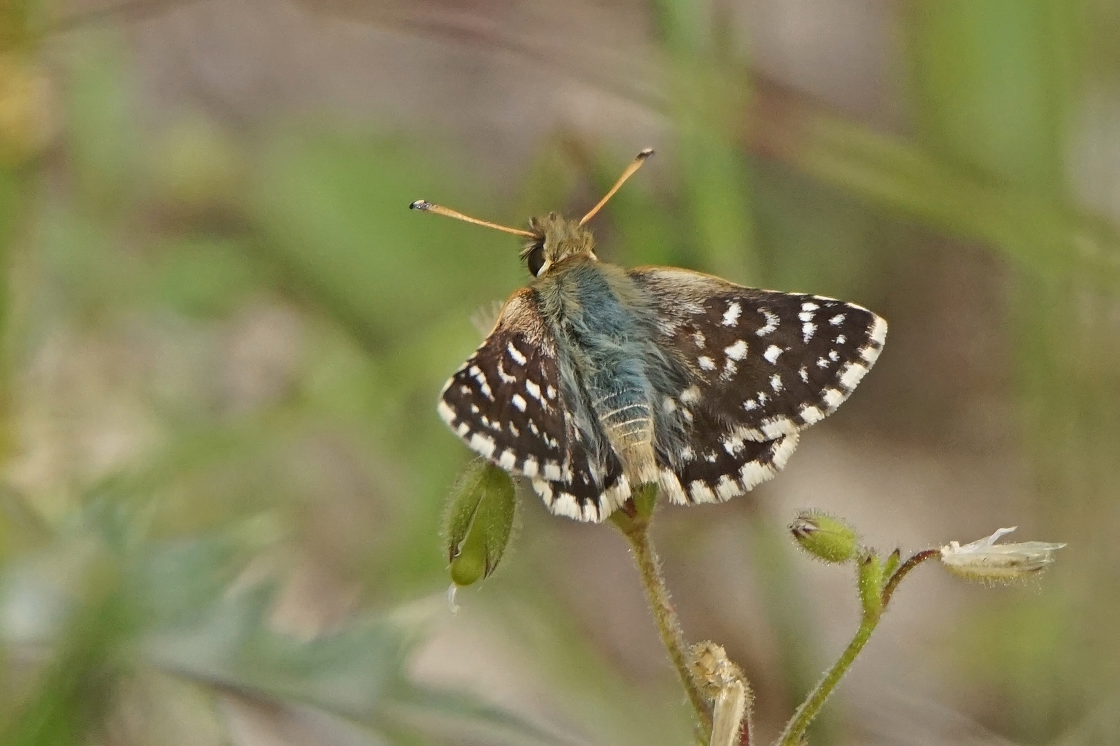 Roter Würfelfalter (Spialia sertorius)