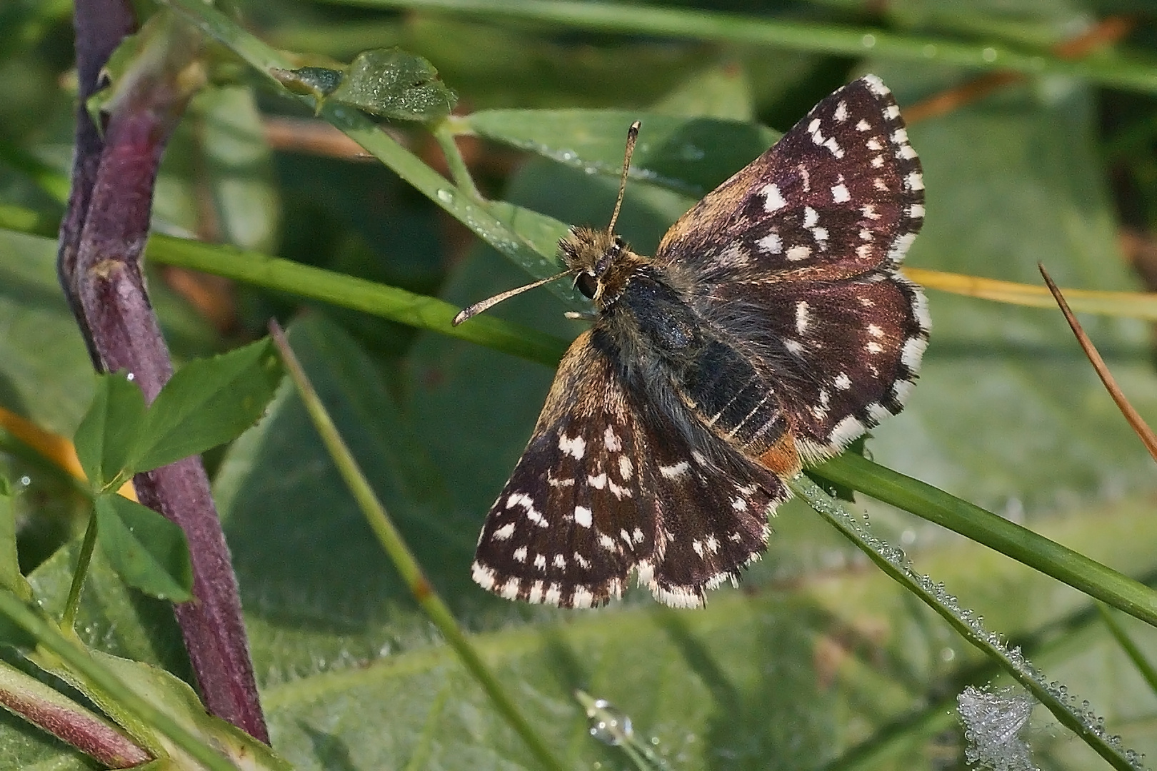 Roter Würfelfalter (Spialia sertorius)