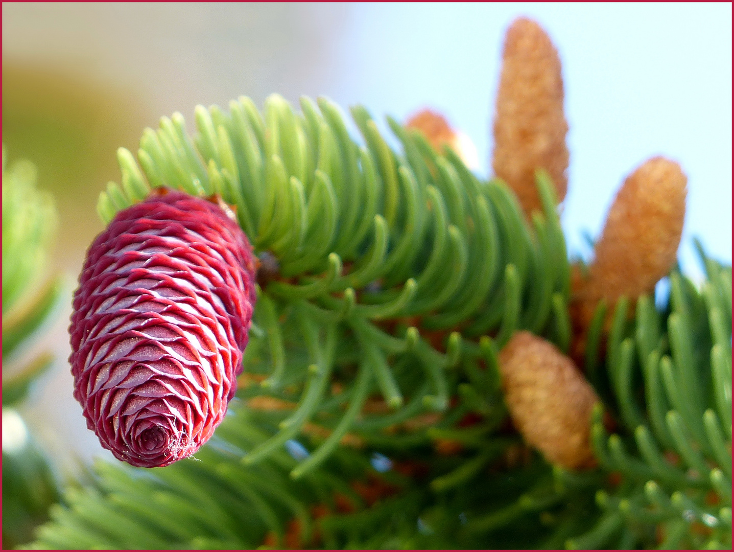 Roter Zapfen