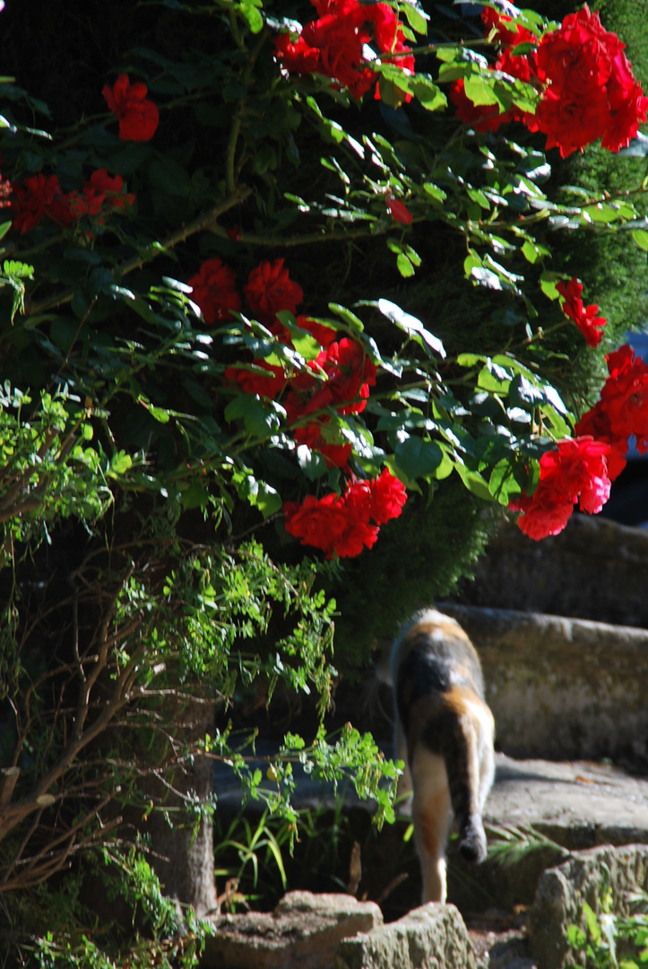 roter Zauber