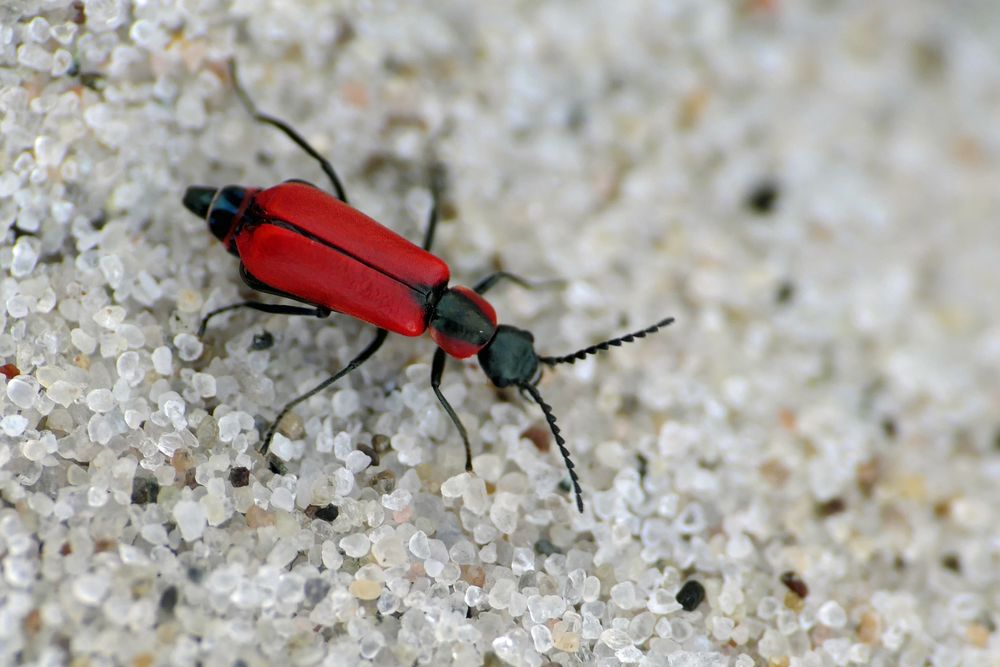 Roter Zipfelkäfer