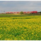 Roter Zug in gelb grüner Landschaft...