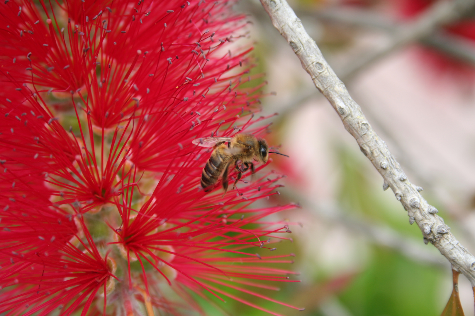 Roter Zylinderputzer (Callistemon teretifolius) mit Biene