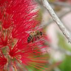 Roter Zylinderputzer (Callistemon teretifolius) mit Biene