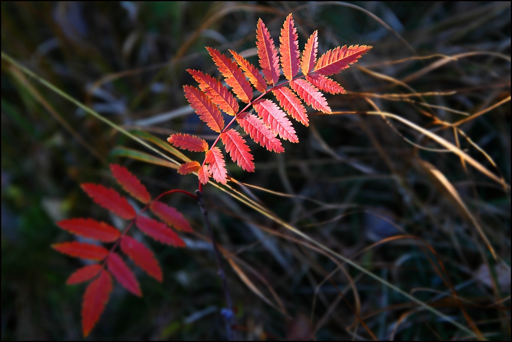 ~ ROTERHERBST ~