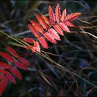 ~ ROTERHERBST ~