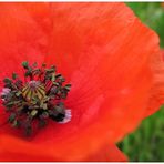 RoterMohn