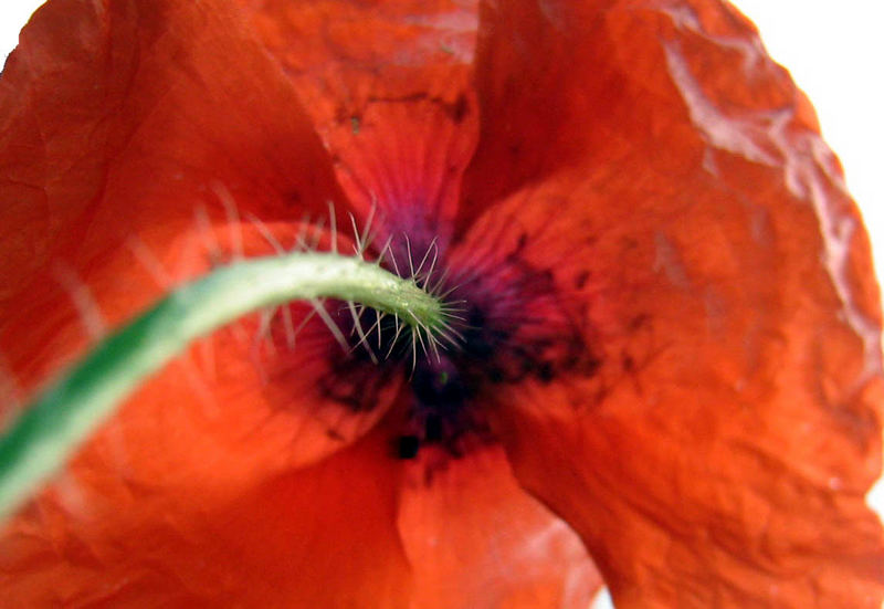 roter.mohn.