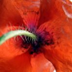 roter.mohn.