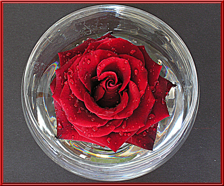 Rote_Rose im Glas