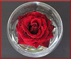 Rote_Rose im Glas