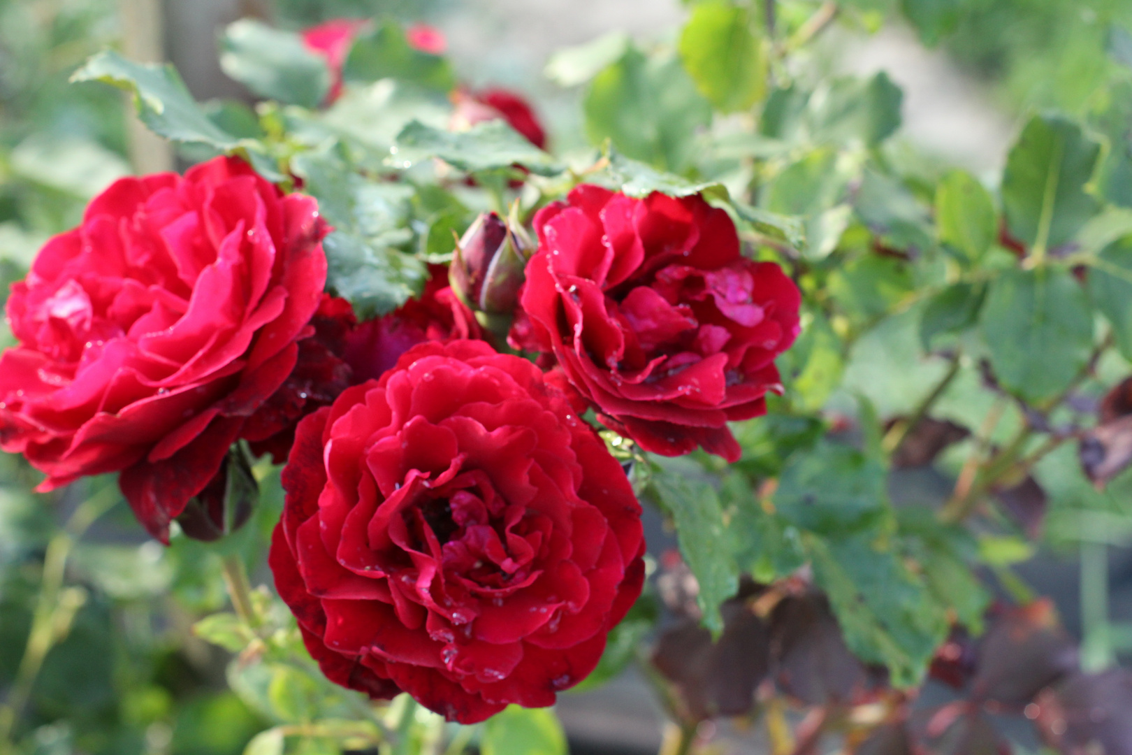 rote_rose_04