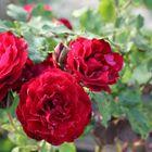 rote_rose_04