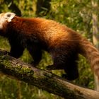 Roter_Panda_Opel_Zoo