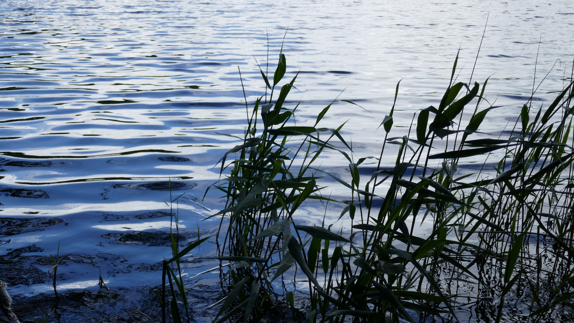 Roterweiher