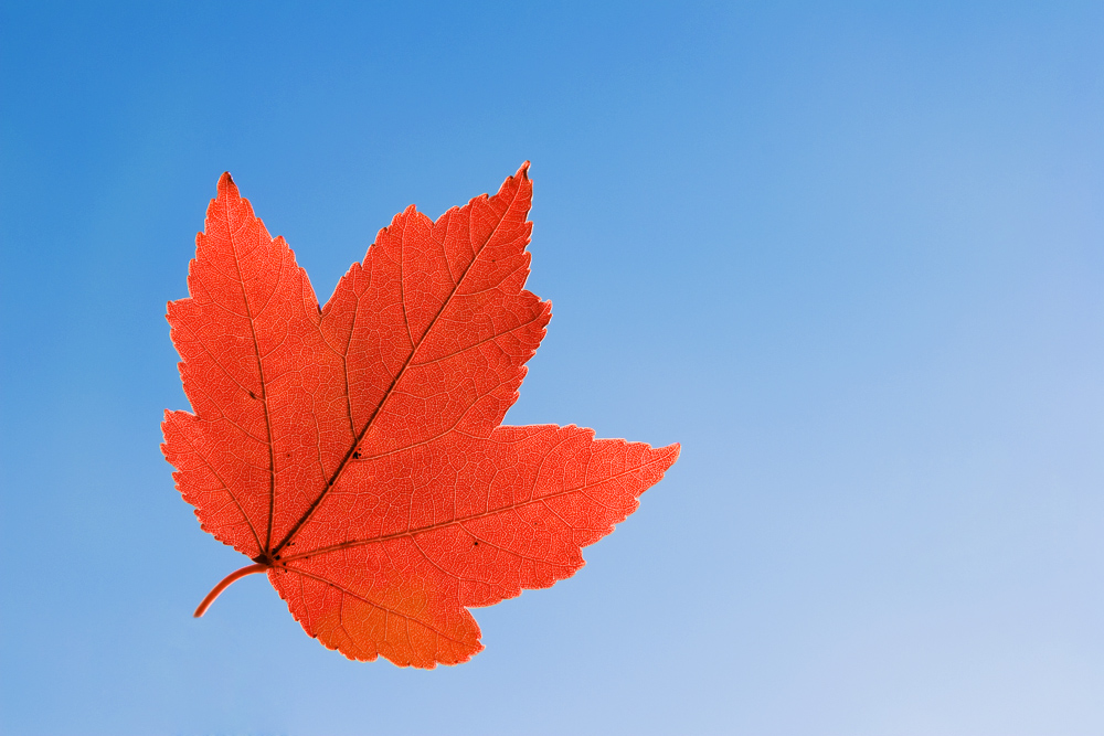 Rotes Ahornblatt Foto & Bild | jahreszeiten, herbst, natur Bilder auf