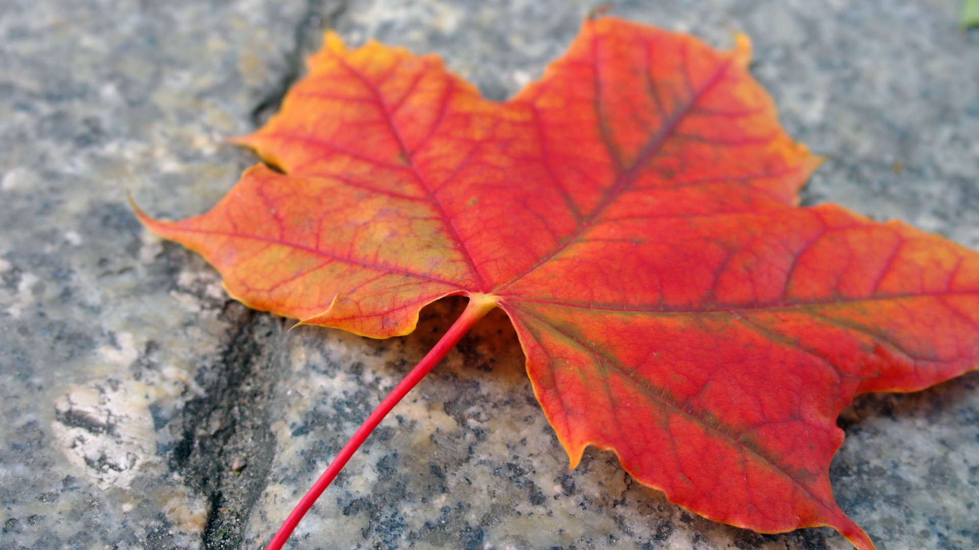 Rotes Ahornblatt