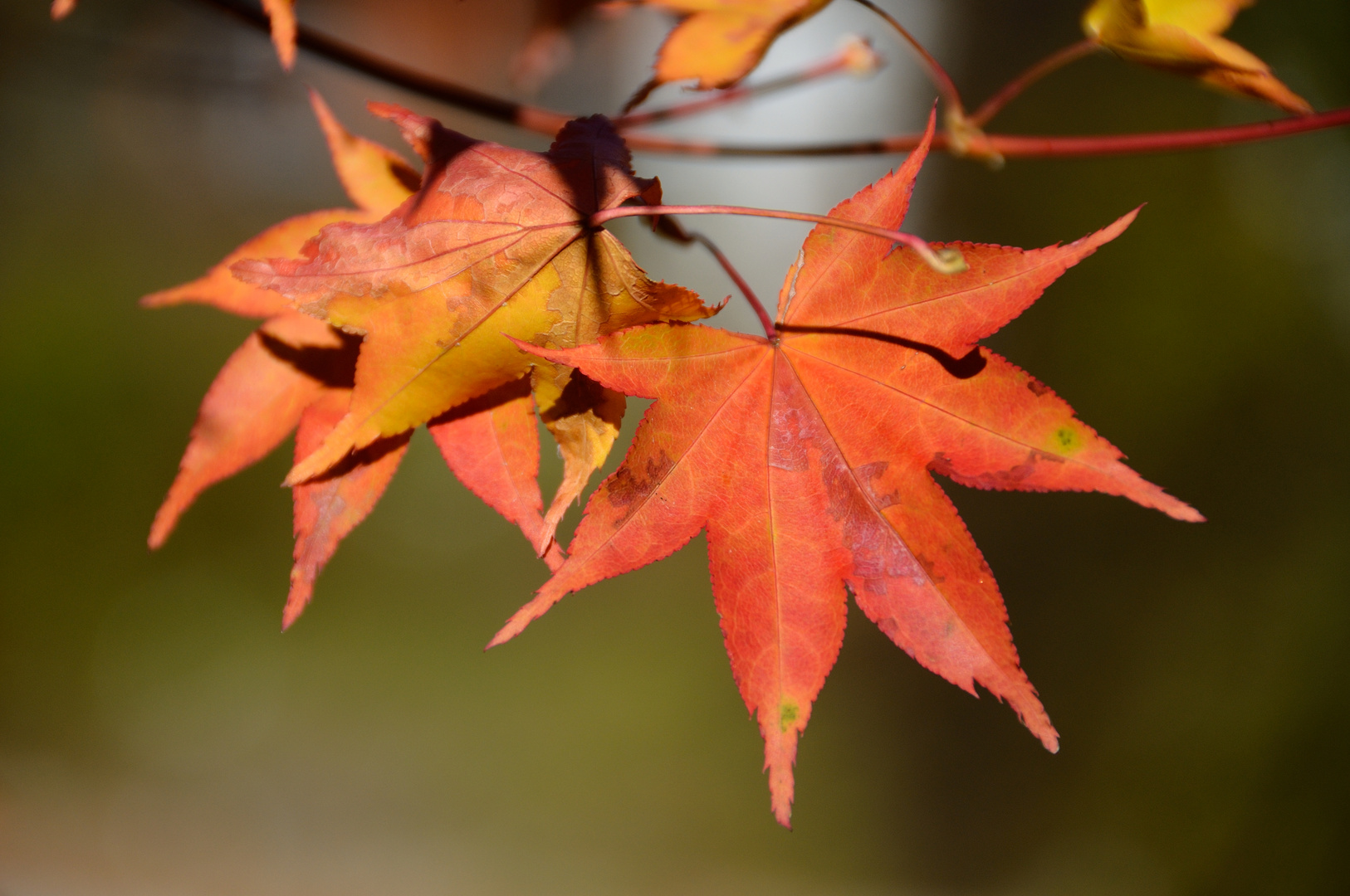 Rotes Ahornblatt