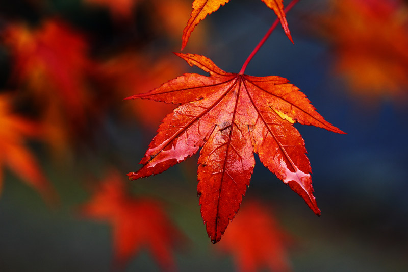 rotes Ahornblatt Foto & Bild | rot, natur, herbst Bilder auf fotocommunity