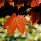 Rotes Ahornblatt im herbstlichen Gegenlicht