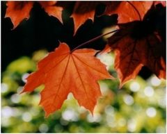 Rotes Ahornblatt im herbstlichen Gegenlicht