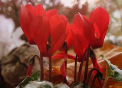 rotes Alpenveilchen