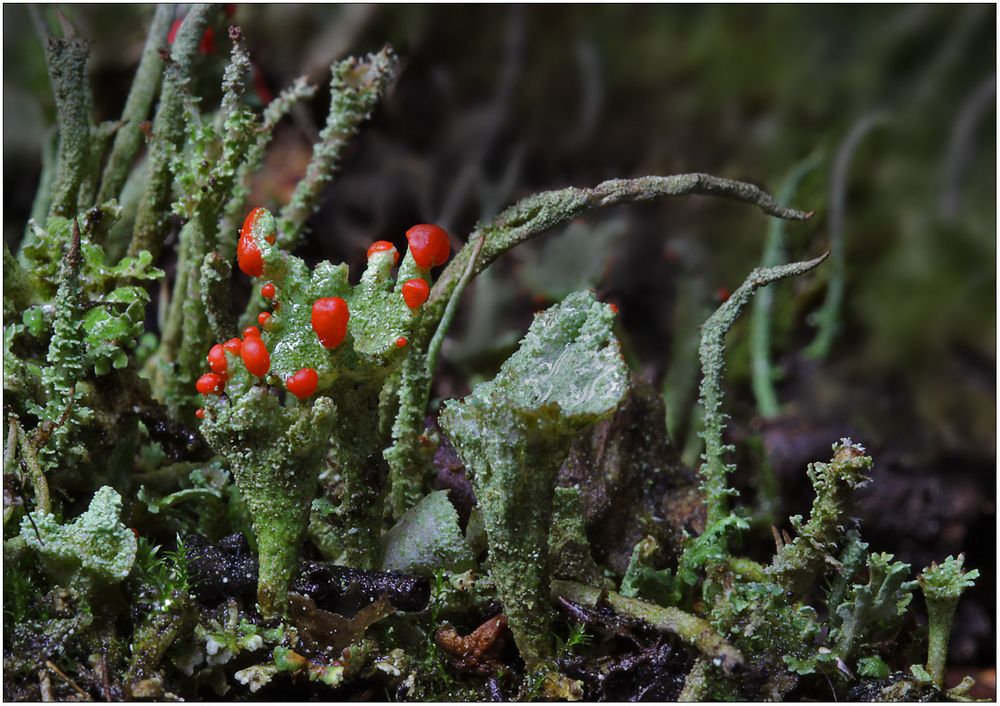 Rotes ... auf frischem Grün.