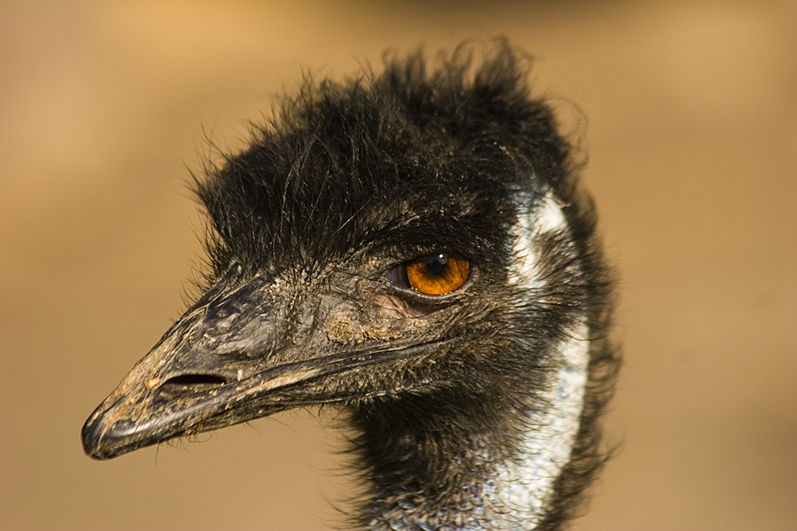 Rotes Auge des Großen Emu - Dromaius novaehollandiae