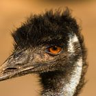 Rotes Auge des Großen Emu - Dromaius novaehollandiae