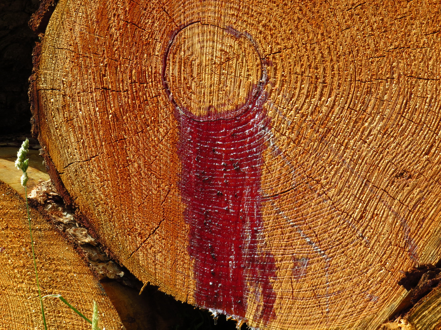 Rotes Baumharz fließt aus einer gefällten Fichte, die durch Borkenkäferbefall abgestorben war..