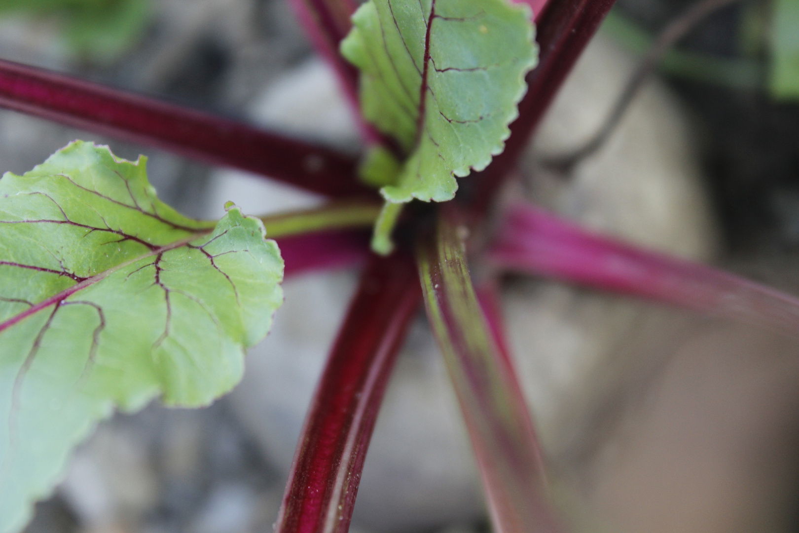 Rotes Beetchen