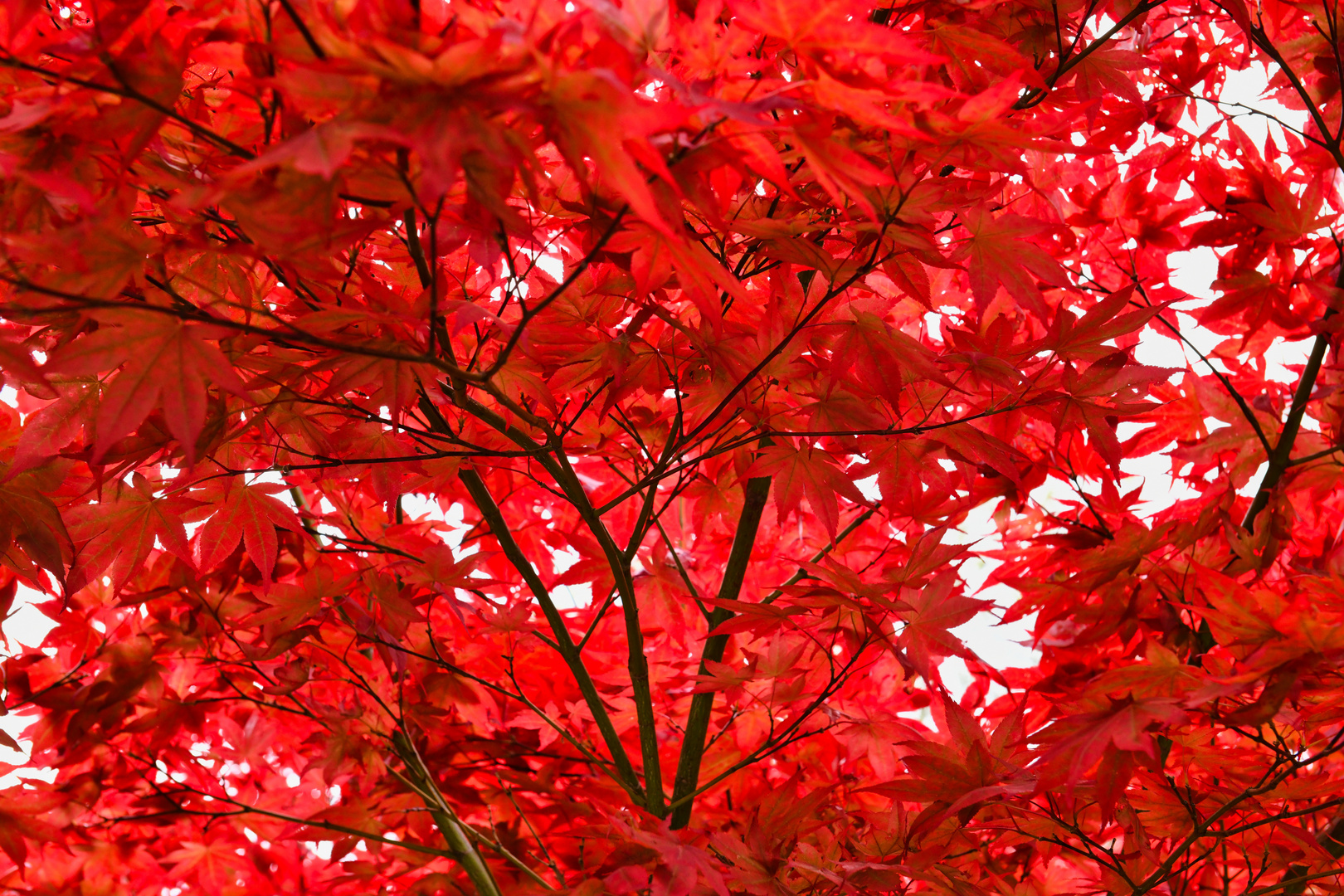 Rotes Blätterdach