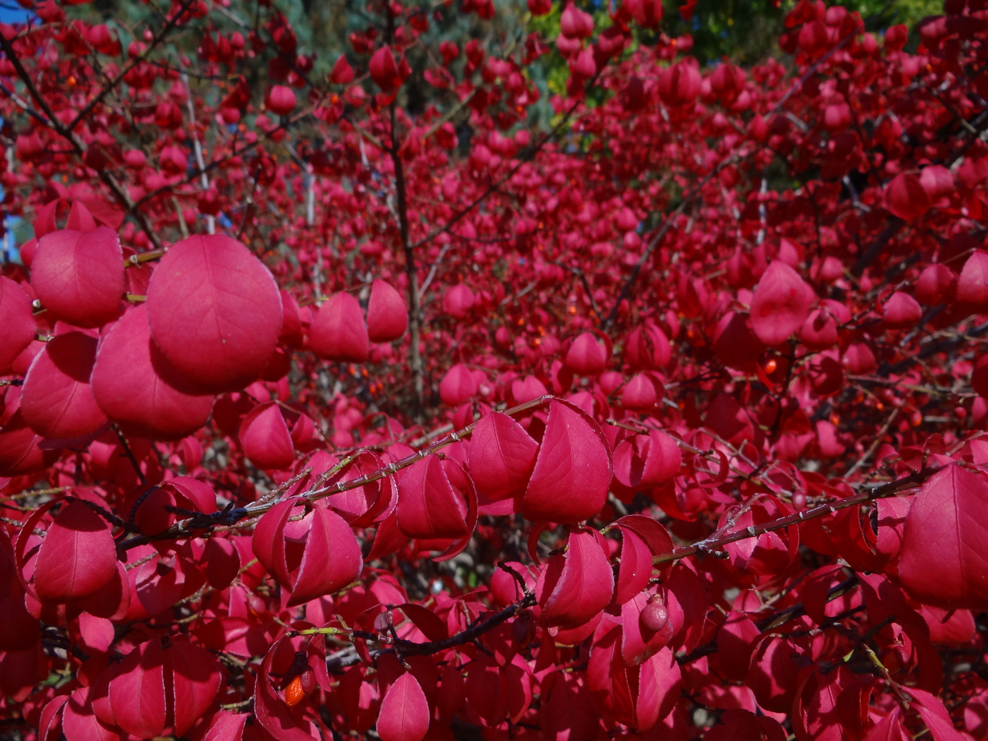 Rotes Blättermeer