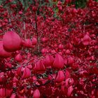 Rotes Blättermeer