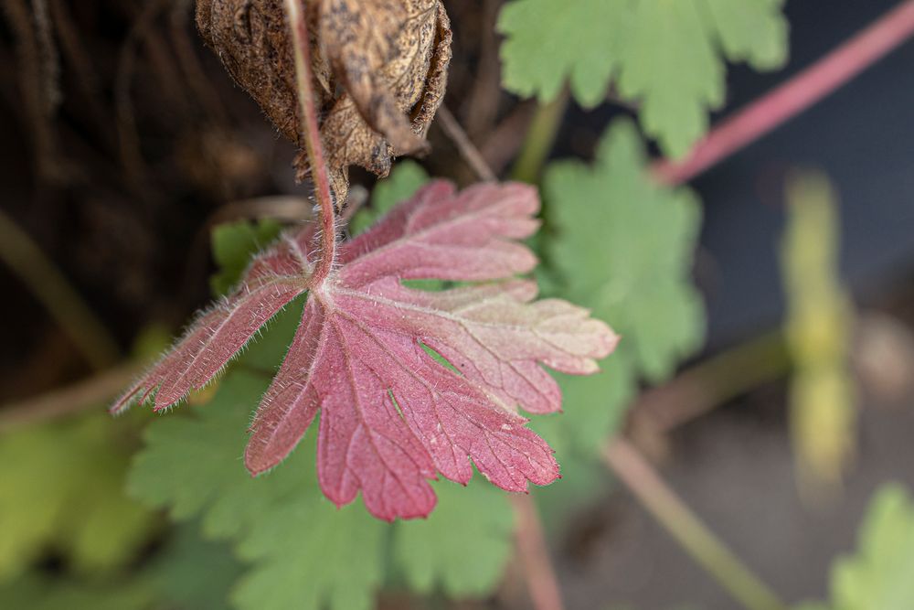 rotes Blatt-0809