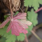 rotes Blatt-0809