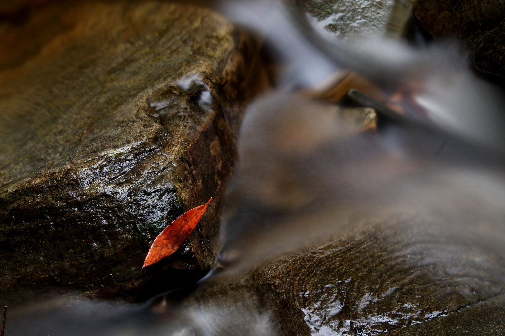 rotes blatt