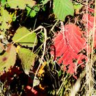 Rotes Blatt 2