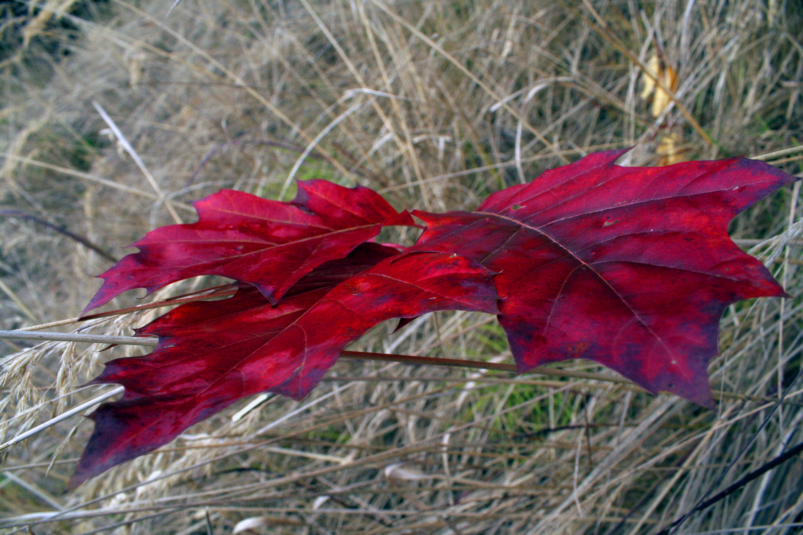 rotes Blatt 2