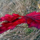 rotes Blatt 2