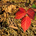 Rotes Blatt