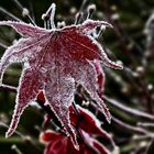 Rotes Blatt