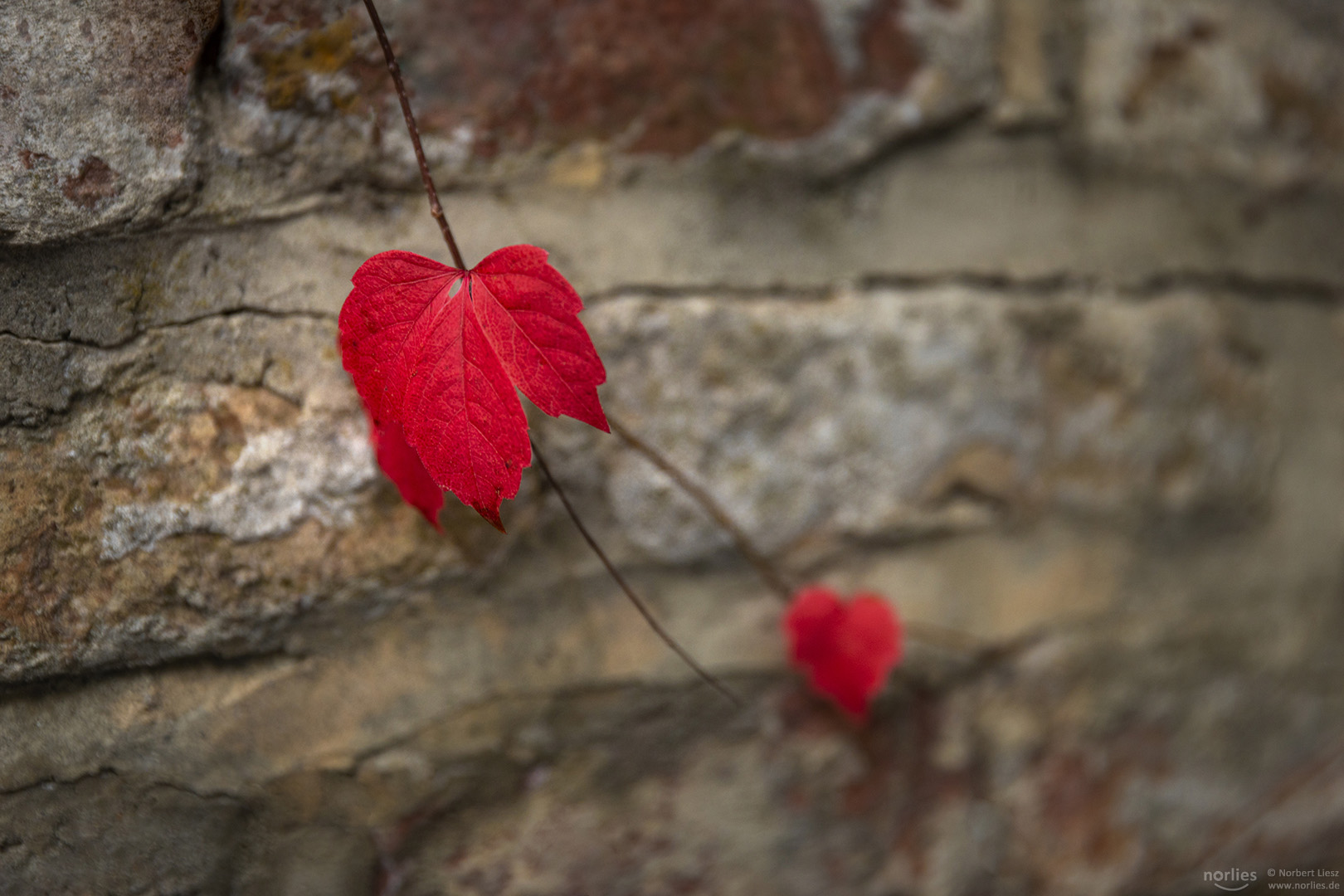 Rotes Blatt