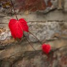 Rotes Blatt