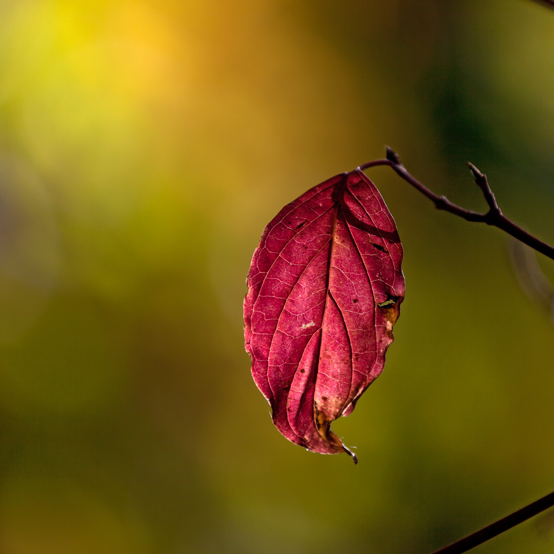 Rotes Blatt